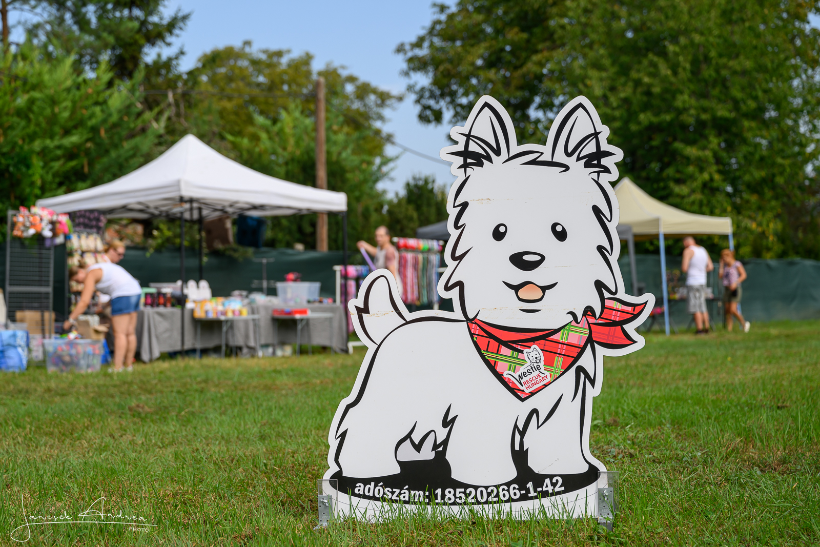 Westie ideiglenes befogadás