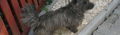 Pixel (Cairn Terrier) - gazdis