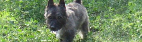 Ubul (Cairn Terrier) - gazdis