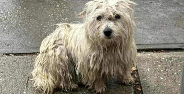 Zeta - rehabilitáció alatt (van gazdijelöltje)