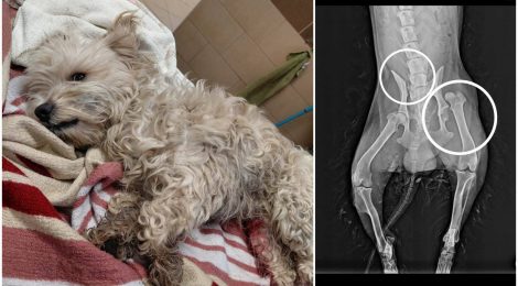 Zulu - rehabilitáció alatt