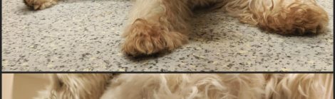 Peti papa - gazdikereső