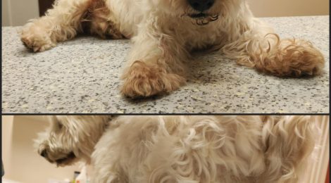 Peti papa - gazdikereső