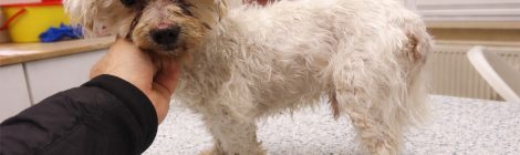 Poco - rehabilitáció alatt