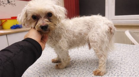 Poco - rehabilitáció alatt