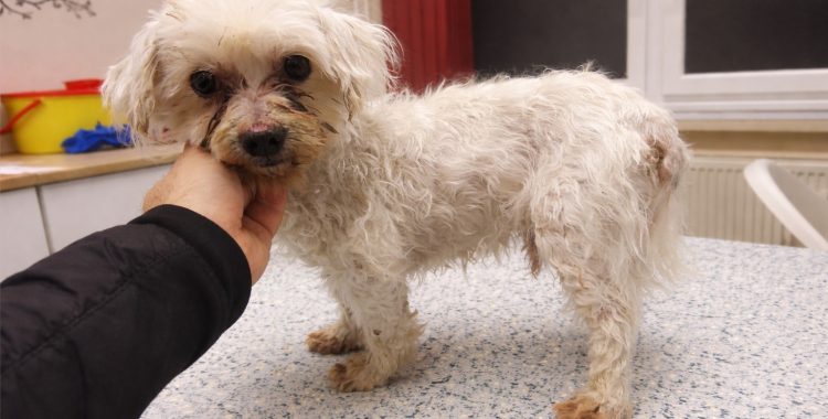 Poco - rehabilitáció alatt